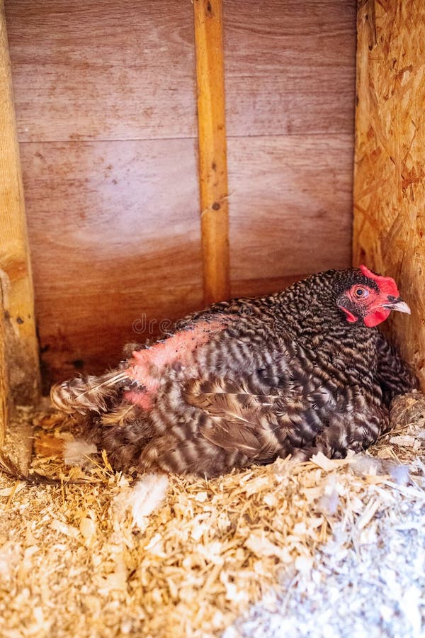 Gallina con huevos en ambiente natural